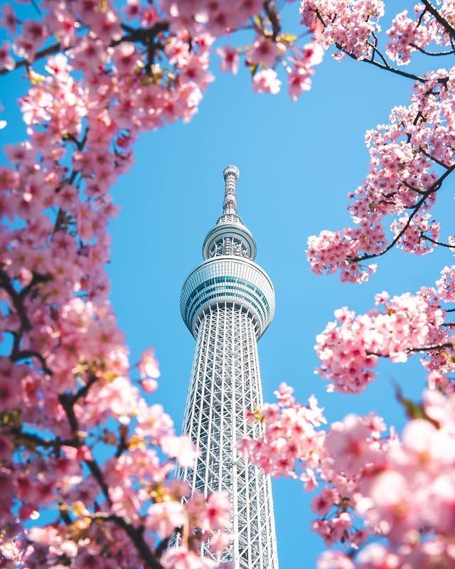 ХАВРЫН ЯПОН: Сакура аялал